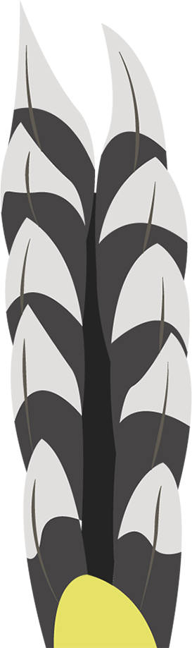 Moho tail feathers, black and white tail feathers with a yellow portion on the bottom.